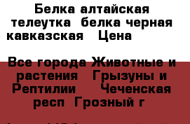 Белка алтайская телеутка, белка черная кавказская › Цена ­ 5 000 - Все города Животные и растения » Грызуны и Рептилии   . Чеченская респ.,Грозный г.